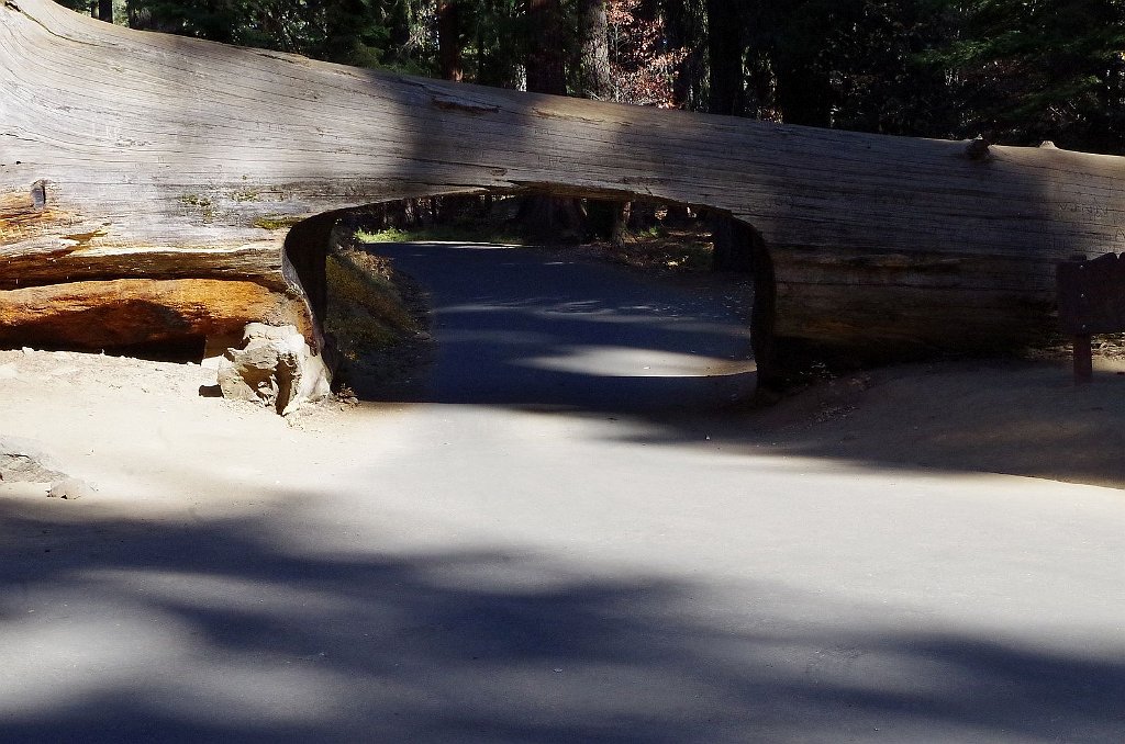 2019_1104_135734.JPG - Sequoia NP - Tunnel Log