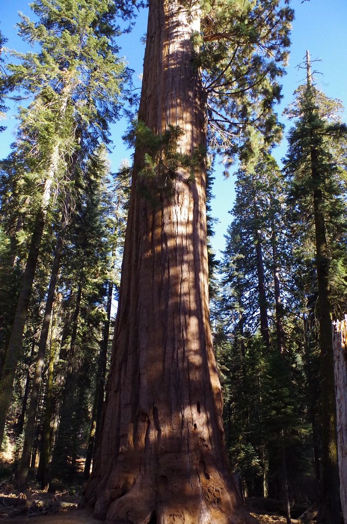 2019_1104_141849.JPG - Sequoia NP - Crescent Meadow Trail 
