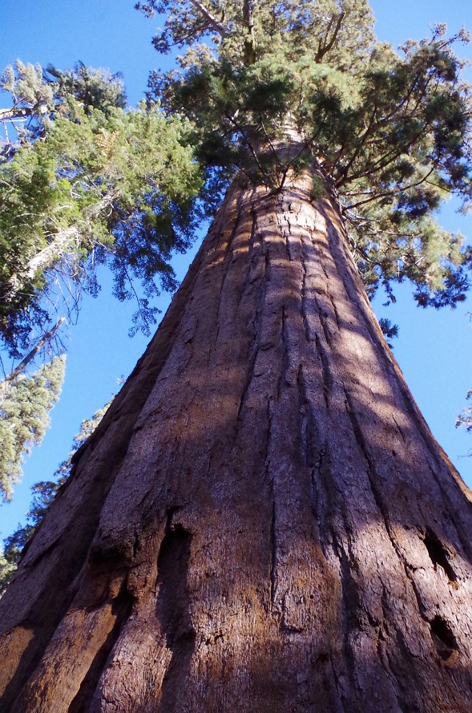 2019_1104_141913.JPG - Sequoia NP - Crescent Meadow Trail