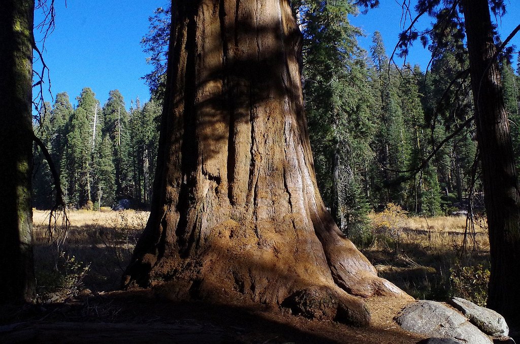 2019_1104_142700.JPG - Sequoia NP - Crescent Meadow Trail