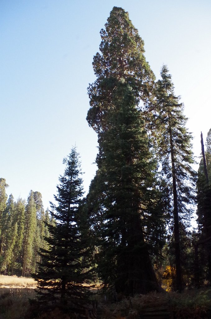2019_1104_143213.JPG - Sequoia NP - Crescent Meadow Trail 