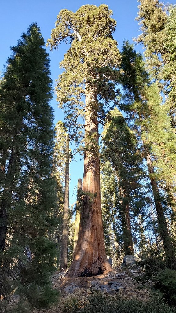 2019_1104_143456.jpg - Sequoia NP - Crescent Meadow Trail