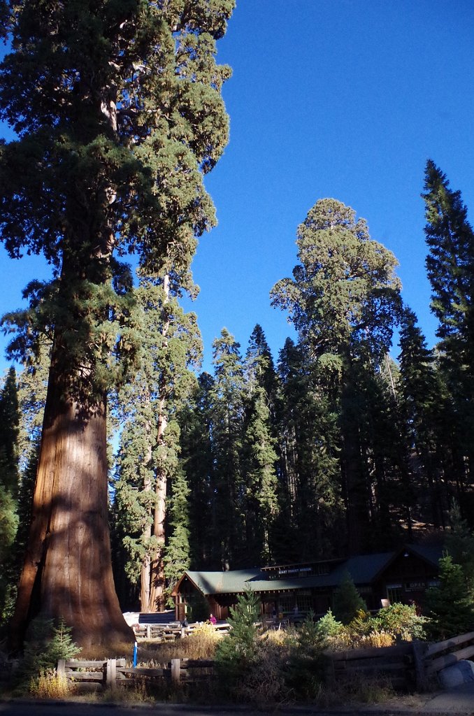 2019_1104_151714.JPG - Sequoia NP - Giant Forest Museum