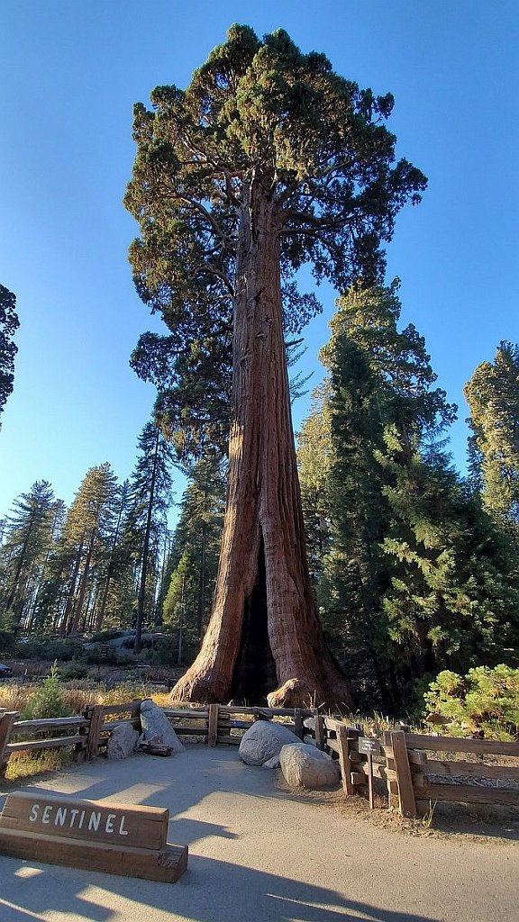 2019_1104_153422.jpg - Sequoia NP - Giant Forest Museum