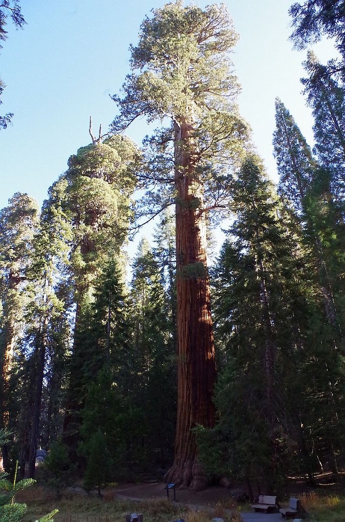 2019_1105_090530.JPG - Sequoia NP - Big Trees Trail