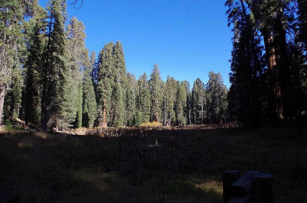 2019_1105_090550.JPG - Sequoia NP - Big Trees Trail