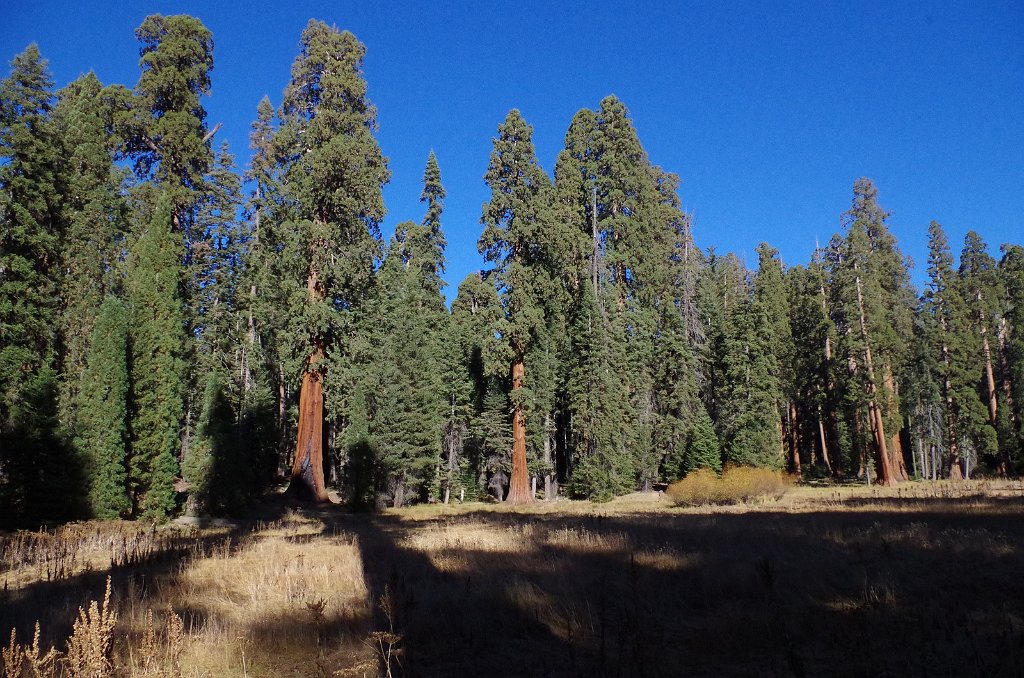 2019_1105_090905.JPG - Sequoia NP - Big Trees Trail