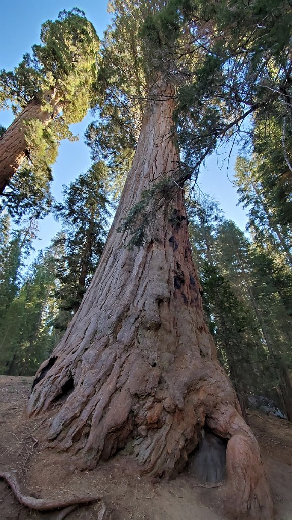2019_1105_090929.jpg - Sequoia NP - Big Trees Trail
