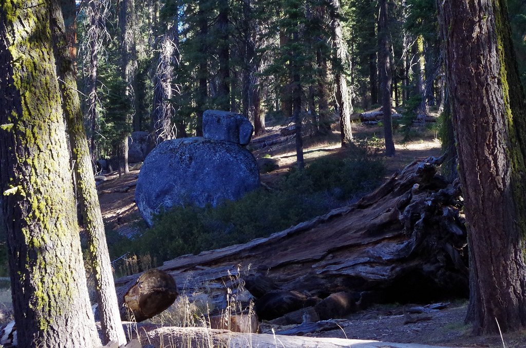 2019_1105_091013.JPG - Sequoia NP - Big Trees Trail