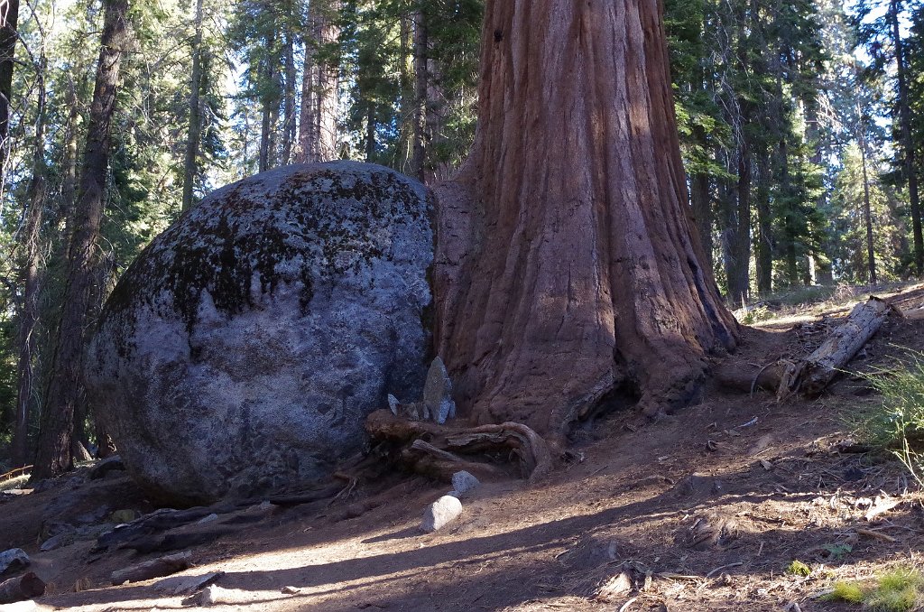 2019_1105_091210.JPG - Sequoia NP - Big Trees Trail