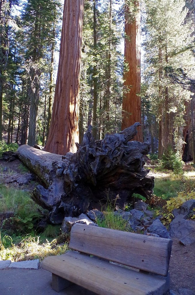 2019_1105_091501.JPG - Sequoia NP - Big Trees Trail