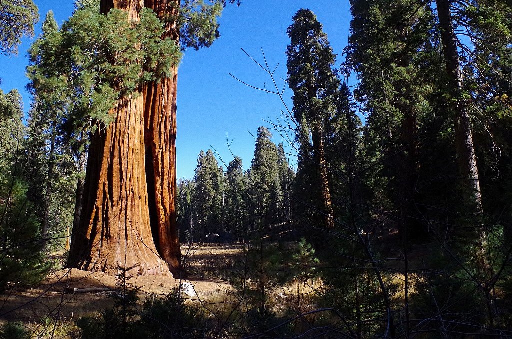 2019_1105_092635.JPG - Sequoia NP - Big Trees Trail