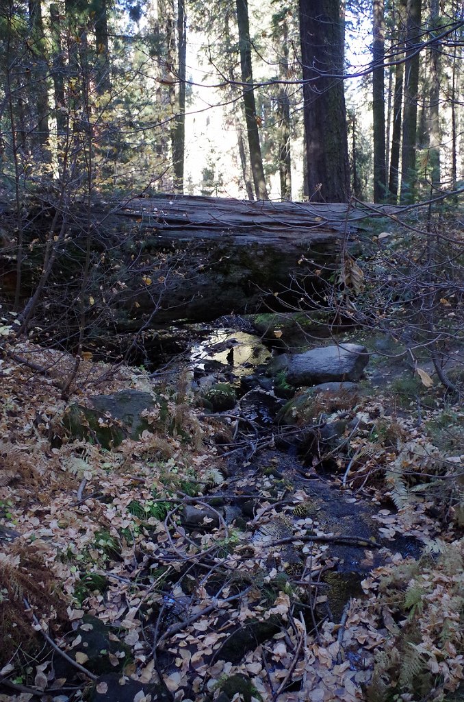 2019_1105_092845.JPG - Sequoia NP 