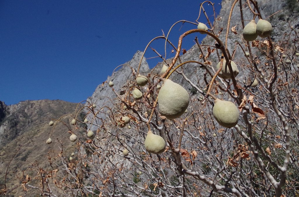 2019_1105_122711.JPG - Kings Canyon NP - Scenic Byway