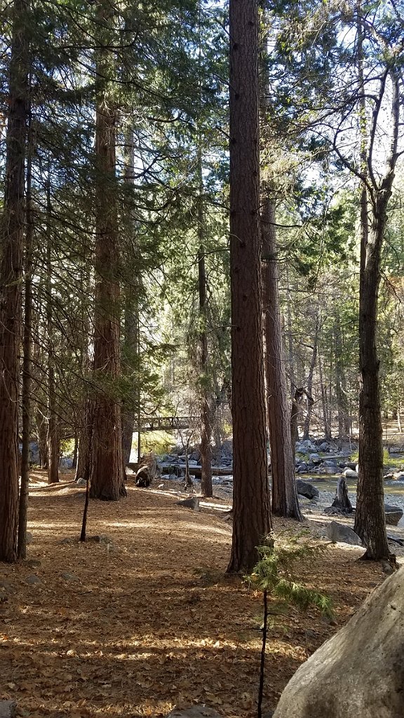 2019_1105_140626.jpg - Kings Canyon NP - Zumwalt Meadow