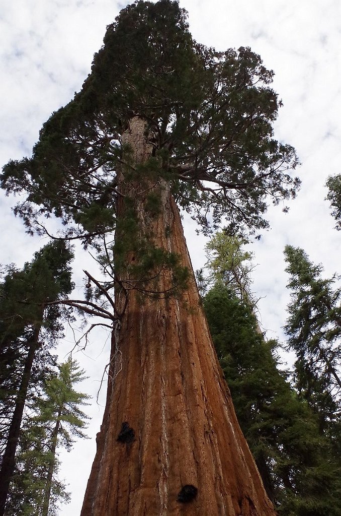 2019_1106_091109.JPG - Kings Canyon NP - General Grant Trail