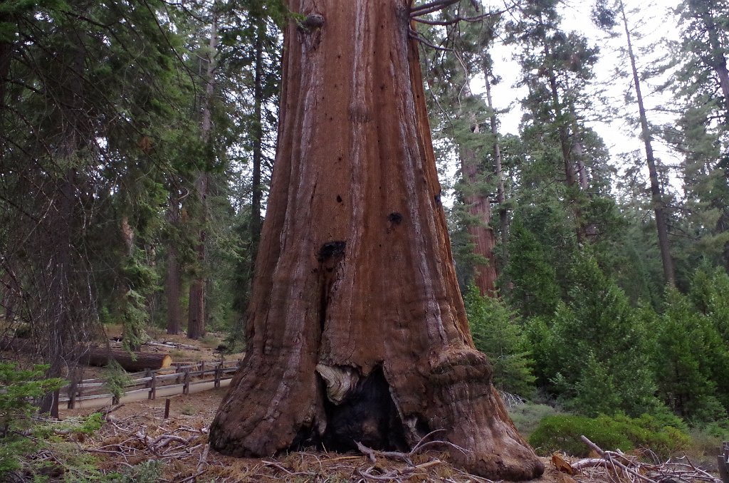 2019_1106_091146.JPG - Kings Canyon NP - General Grant Trail