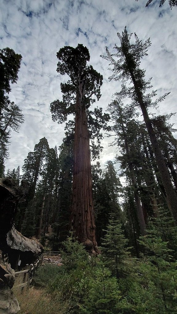 2019_1106_091544.jpg - Kings Canyon NP - General Grant Trail