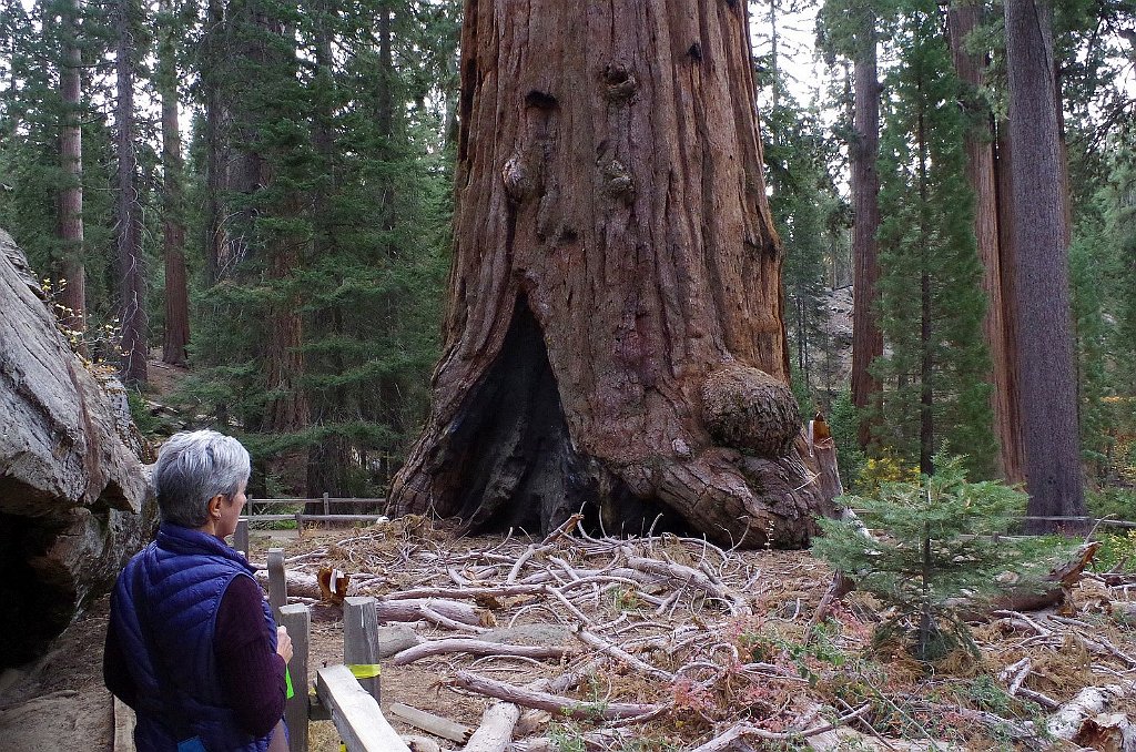 2019_1106_091623.JPG - Kings Canyon NP - General Grant Trail