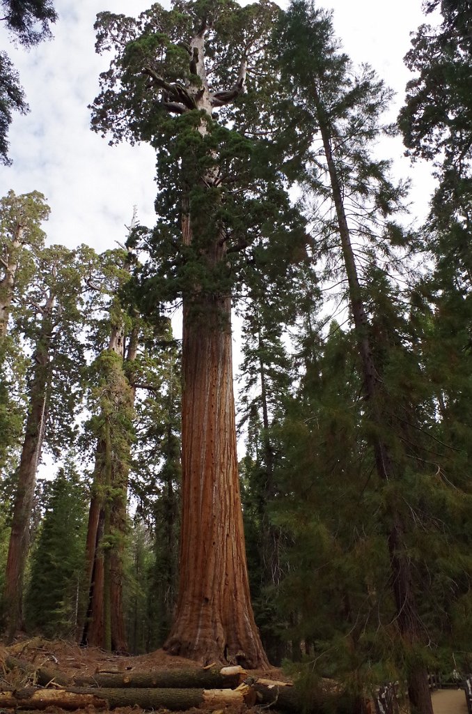 2019_1106_091951.JPG - Kings Canyon NP - General Grant Trail