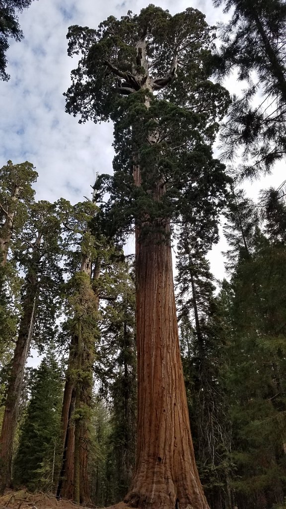 2019_1106_092048.jpg - Kings Canyon NP - General Grant Trail