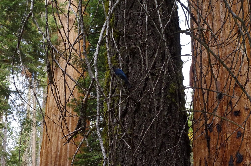 2019_1106_092330.JPG - Kings Canyon NP - General Grant Trail