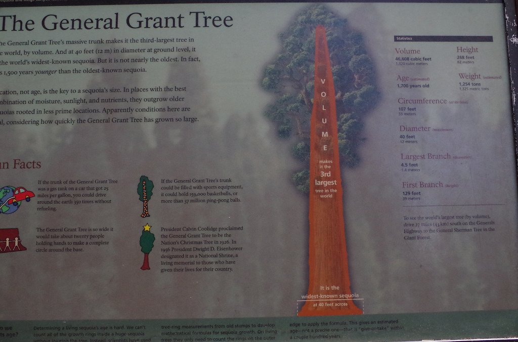 2019_1106_093538.JPG - Kings Canyon NP - General Grant Tree