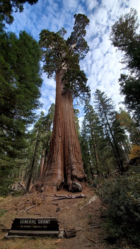 2019_1106_093558.jpg - Kings Canyon NP - General Grant Tree