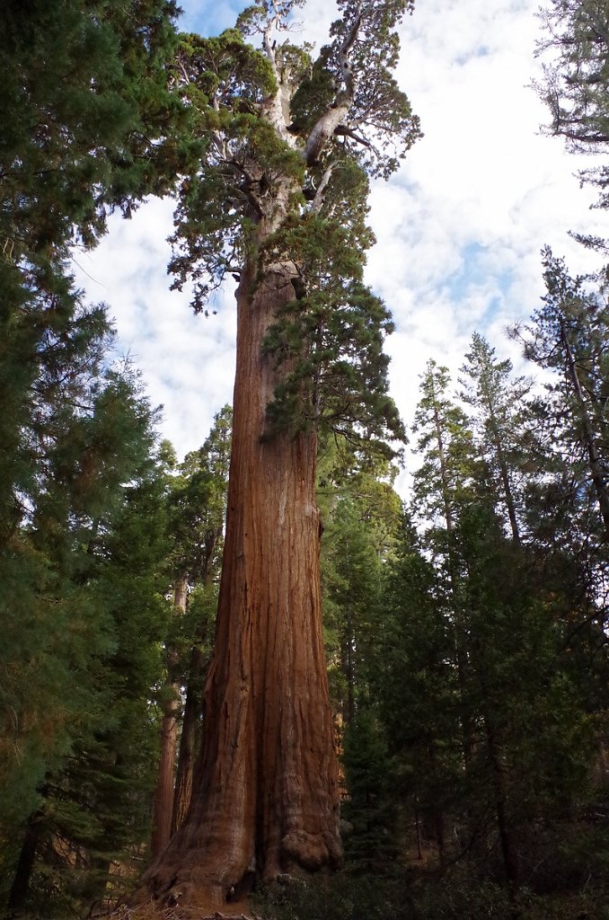 2019_1106_093607.JPG - Kings Canyon NP - General Grant Tree