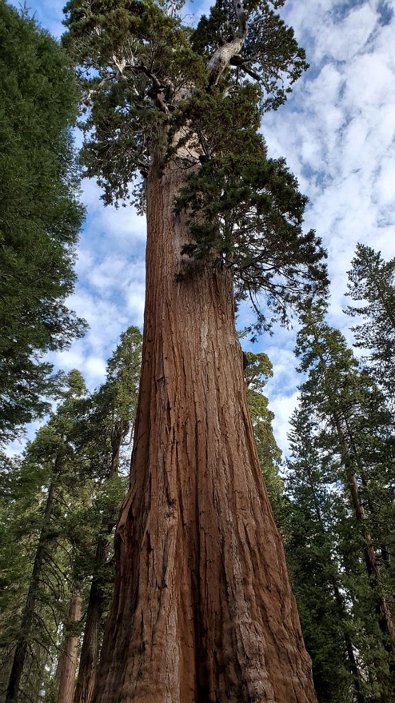 2019_1106_093612.jpg - Kings Canyon NP - General Grant Tree