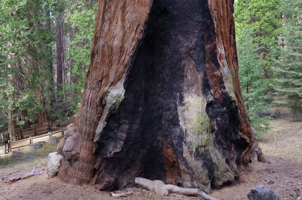 2019_1106_094022.JPG - Kings Canyon NP - General Grant Tree