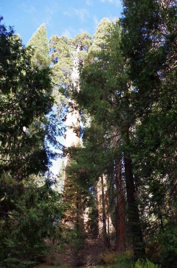 2019_1106_094610.JPG - Kings Canyon NP - General Grant Tree