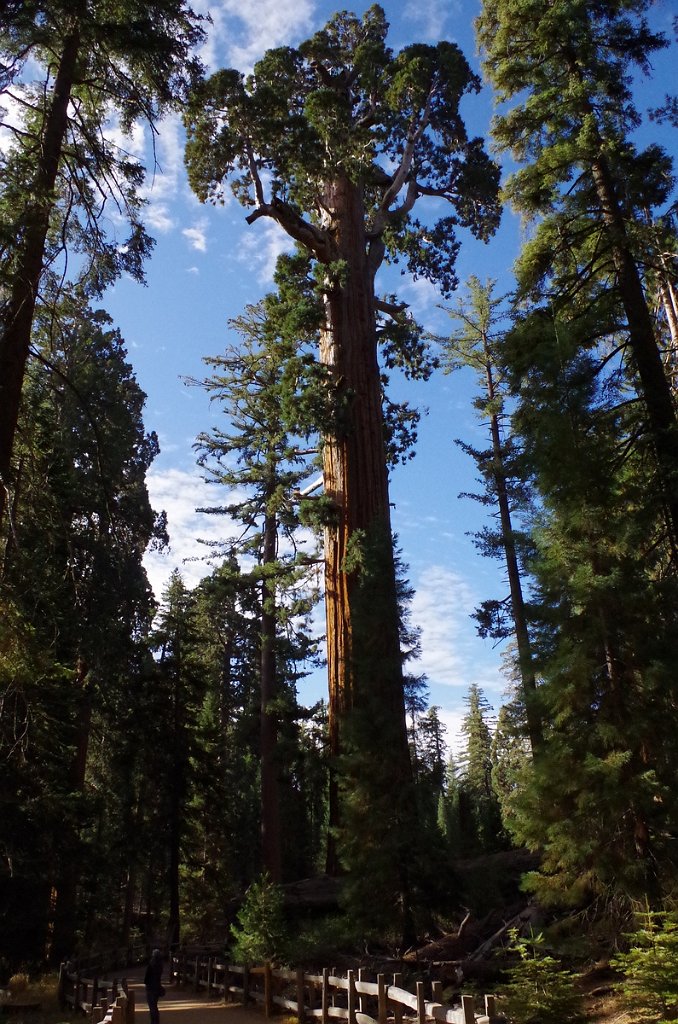 2019_1106_094837.JPG - Kings Canyon NP - General Grant Trail