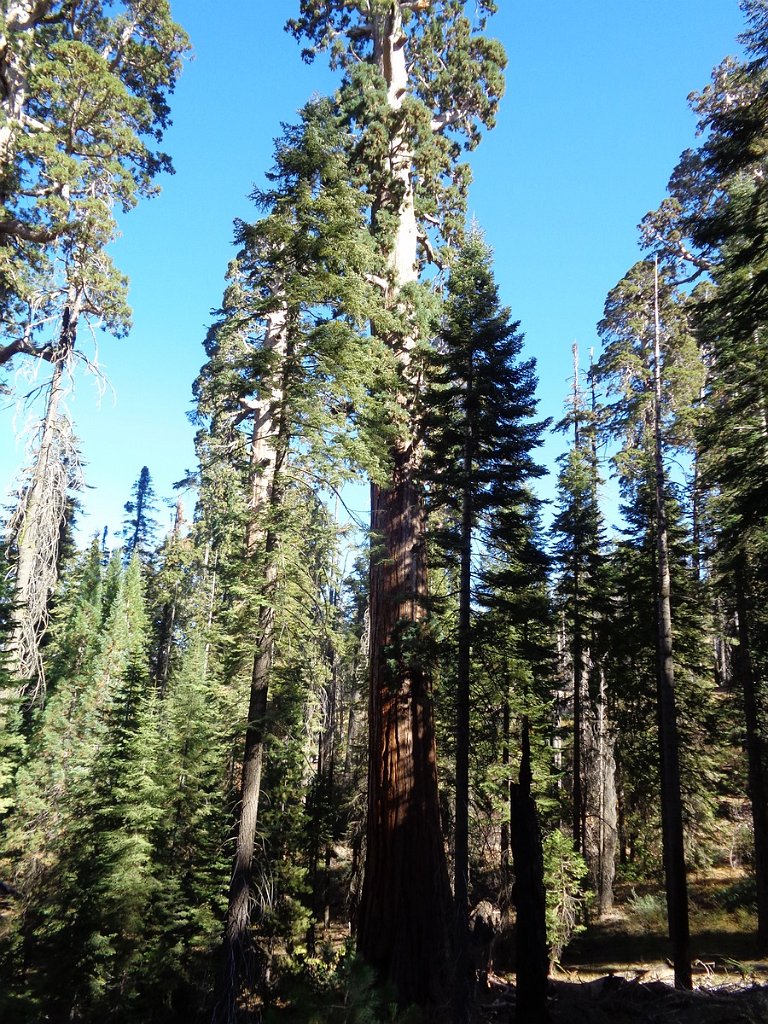 2019_1106_102347.JPG - Kings Canyon NP - North Grove Loop Trail