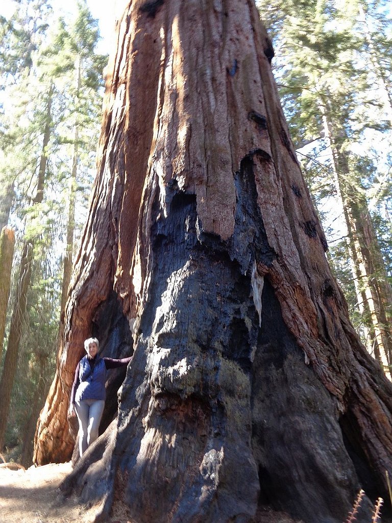 2019_1106_102617.JPG - Kings Canyon NP - North Grove Loop Trail