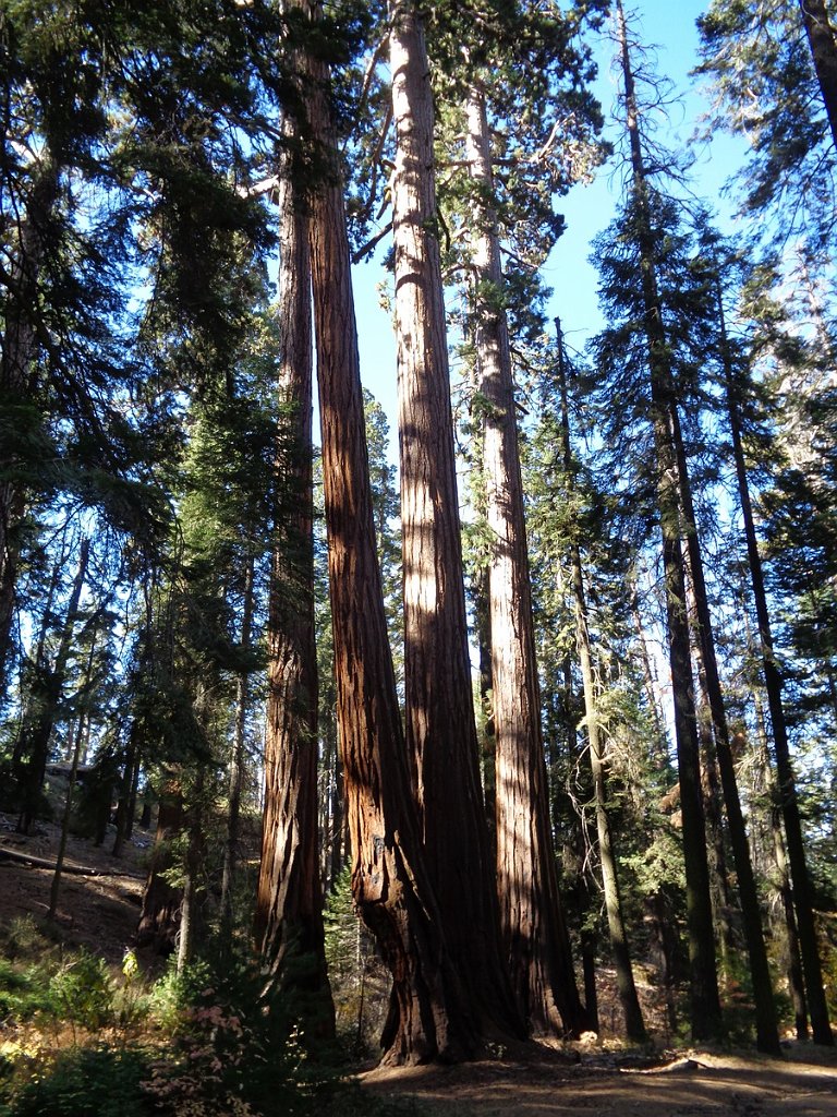 2019_1106_103358.JPG - Kings Canyon NP - North Grove Loop Trail