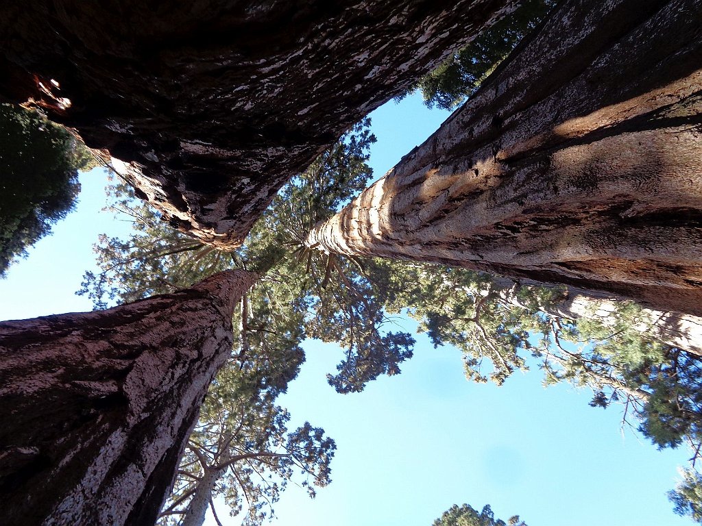 2019_1106_103436.JPG - Kings Canyon NP - North Grove Loop Trail