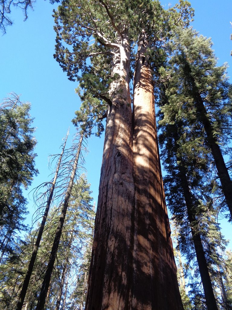 2019_1106_103650.JPG - Kings Canyon NP - North Grove Loop Trail