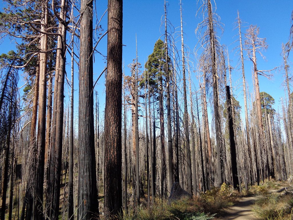 2019_1106_104545.JPG - Kings Canyon NP - North Grove Loop Trail