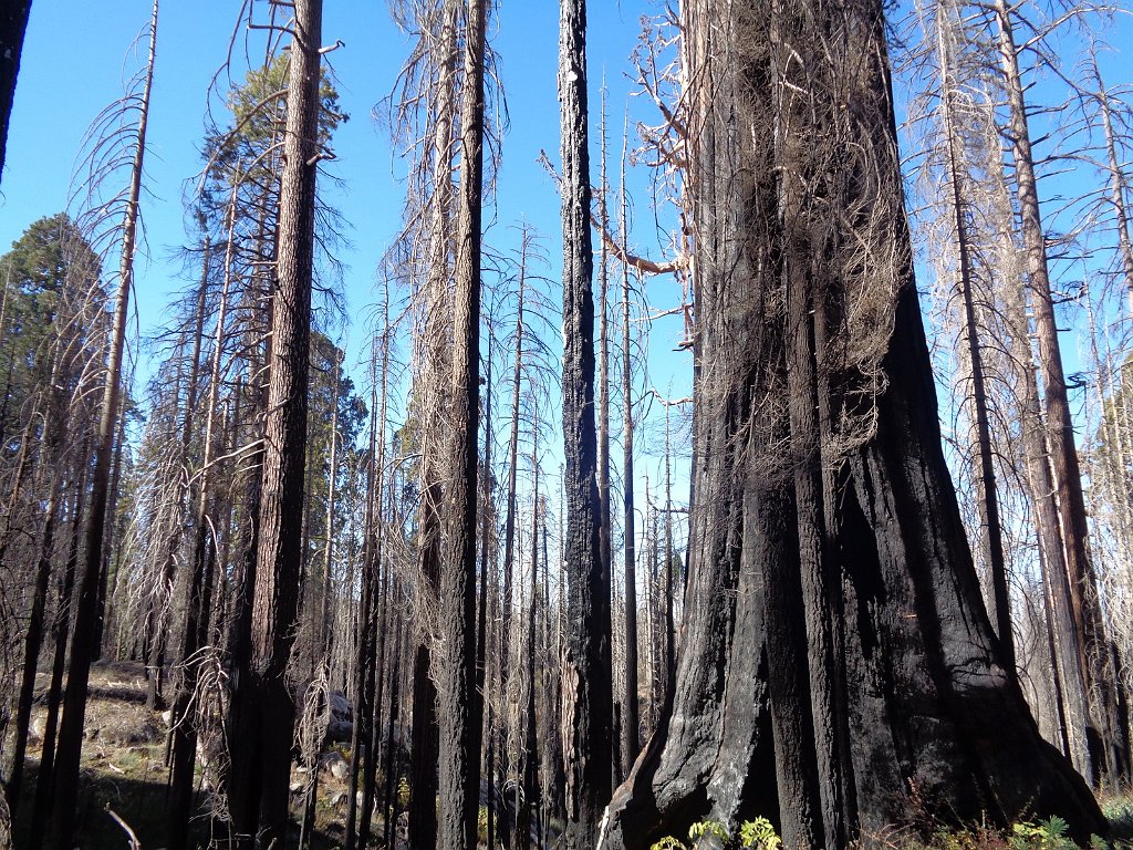 2019_1106_104804.JPG - Kings Canyon NP - North Grove Loop Trail