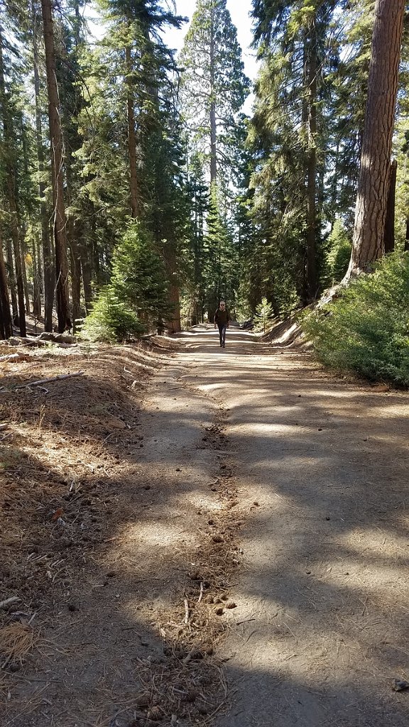 2019_1106_105730.jpg - Kings Canyon NP - North Grove Loop Trail