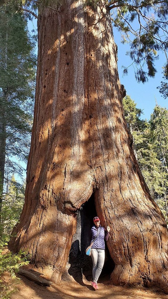 2019_1106_132006.jpg - Kings Canyon NP - Big Stump Trail