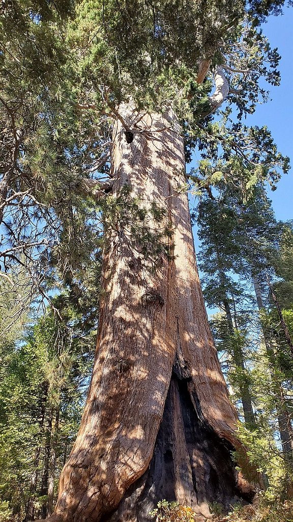 2019_1106_132112.jpg - Kings Canyon NP - Big Stump Trail