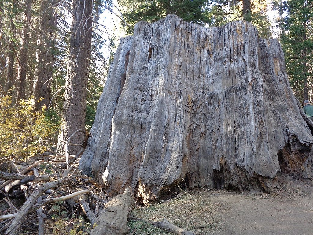 2019_1106_133611.JPG - Kings Canyon NP - Big Stump Trail