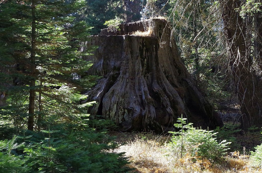 2019_1106_133735.JPG - Kings Canyon NP - Big Stump Trail