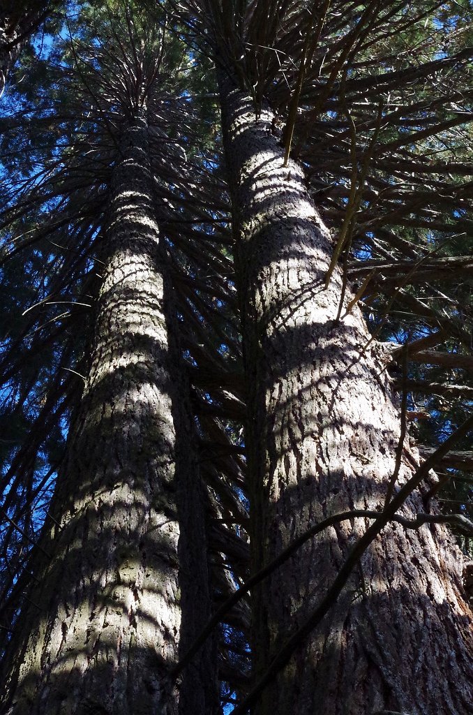 2019_1106_133819.JPG - Kings Canyon NP - Big Stump Trail