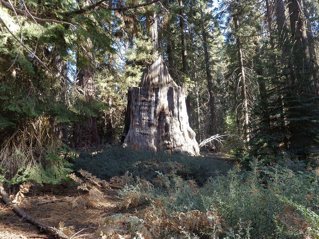 2019_1106_134038.JPG - Kings Canyon NP - Big Stump Trail