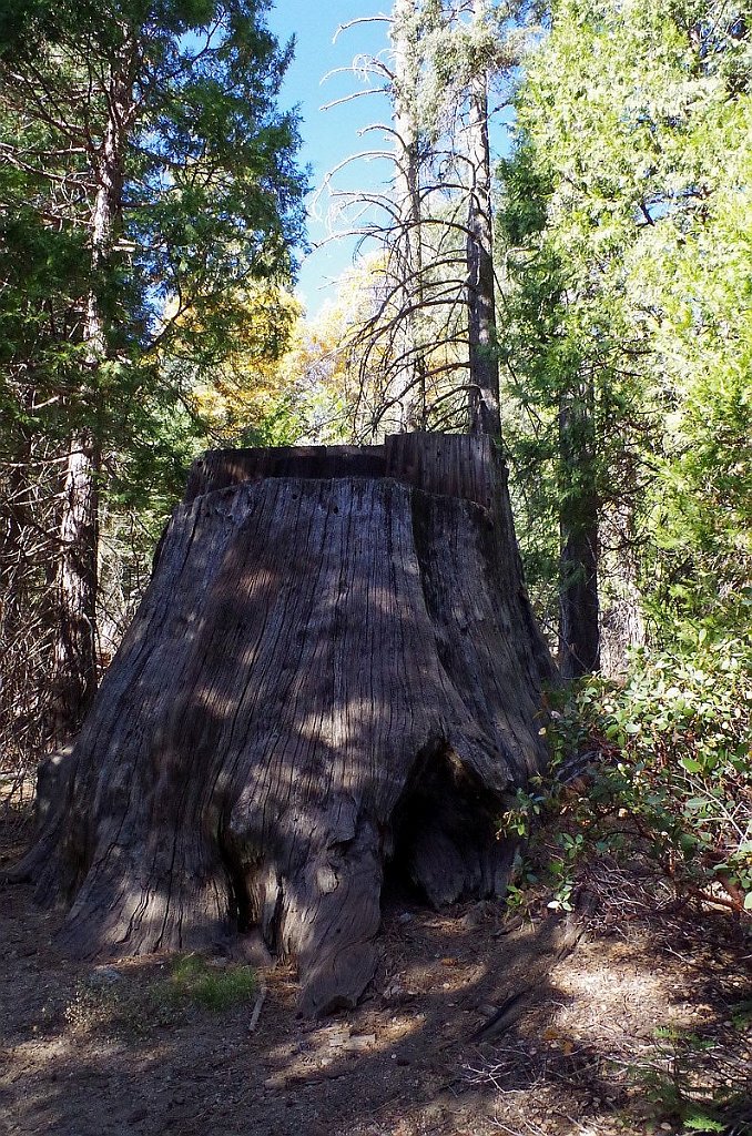 2019_1106_140023.JPG - Kings Canyon NP - Big Stump Trail