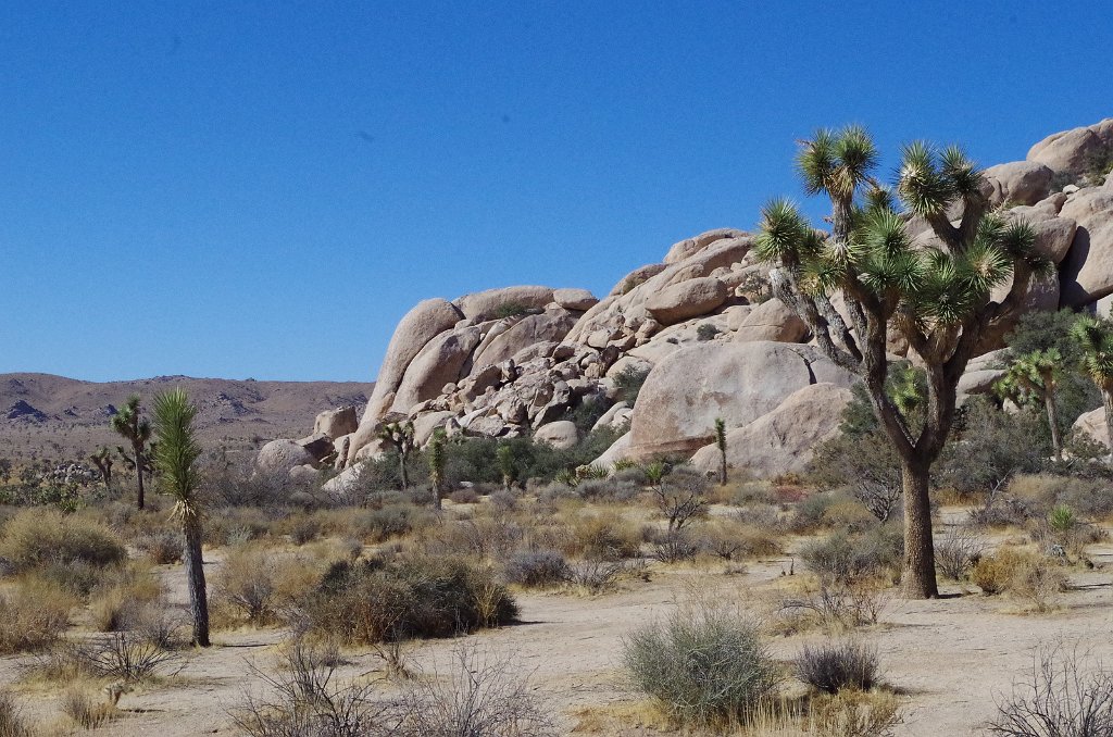 2019_1108_102524.JPG - Joshua Tree NP 