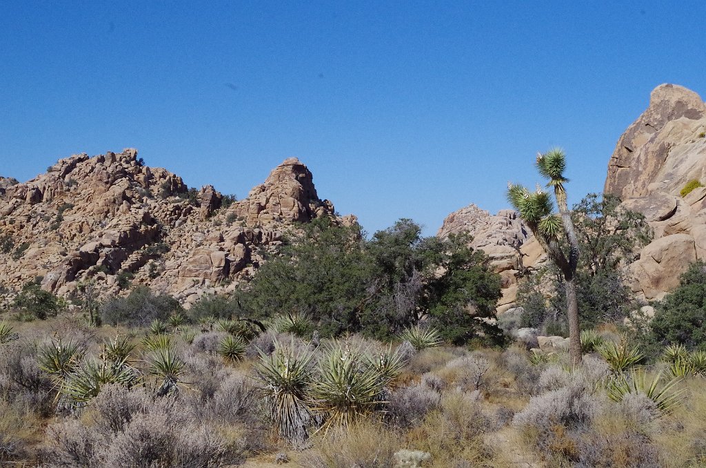 2019_1108_103006.JPG - Joshua Tree NP 